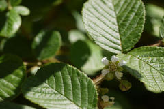 Rubus ellipticus